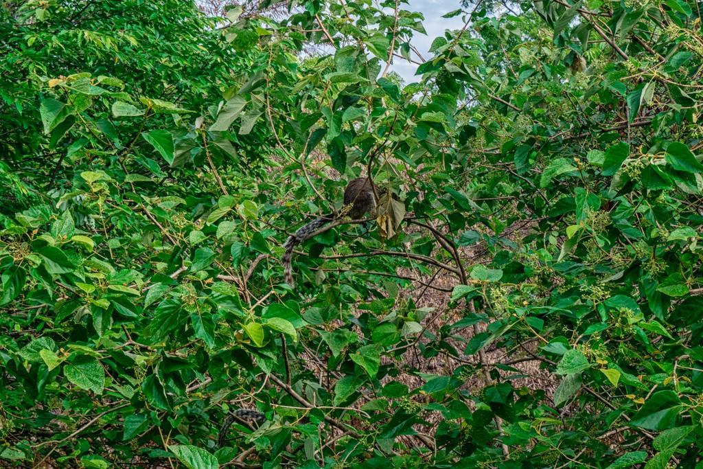 Wildescape Polonnaruwa Villa Exteriör bild
